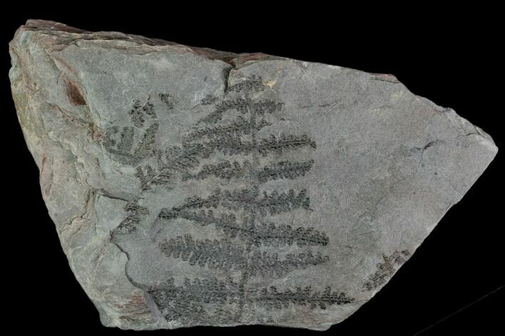 Fossil Fern (Lygenopteris) Plate - Pottsville Formation, Alabama #111199